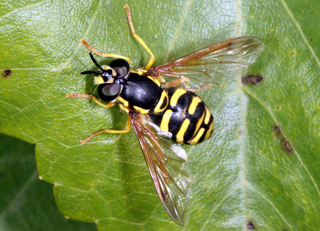 Chrysotoxum elegans - Copyright Denis Bourgeois